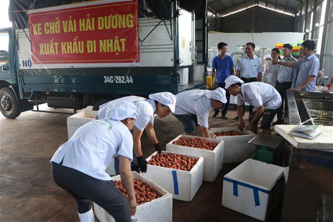 Hỗ trợ tiêu thụ vải thiều Hải Dương trên Gian hàng Việt trực tuyến ảnh 2