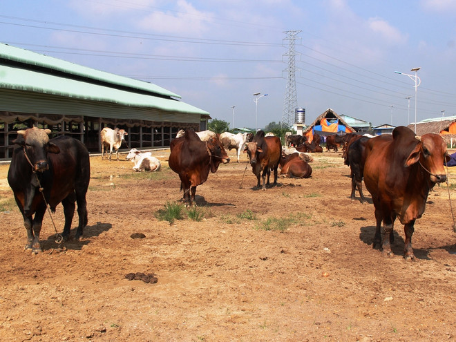 "Nếu không thay đổi, chăn nuôi sẽ khó cạnh tranh khi gia nhập TPP" ảnh 2