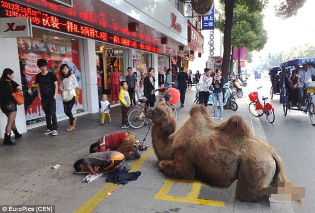 Chú lạc đà bị chặt cụt 4 chân để làm "công cụ" cho người ăn xin ảnh 1