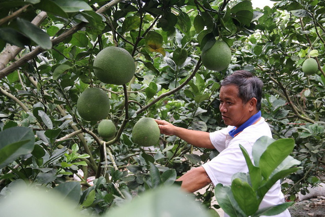 Người nông dân Tiền Giang từ hộ nghèo trở thành “Vua bưởi da xanh” ảnh 2