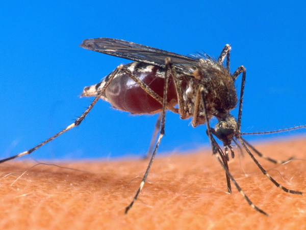 Trái Đất nóng lên tạo điều kiện cho virus Tây sông Nile lây lan nhanh ảnh 1