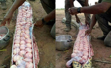 Rùng mình cảnh mổ bụng trăn khổng lồ thấy hàng chục quả trứng ảnh 1