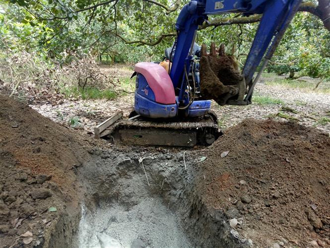 Dịch tả lợn châu phi đã lan ra toàn tỉnh Bình Phước ảnh 1