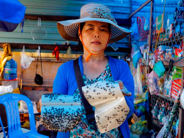 Ruồi xuất hiện dày đặc tại Công ty Kwong Lung-Meko sau vụ cháy lớn ảnh 1