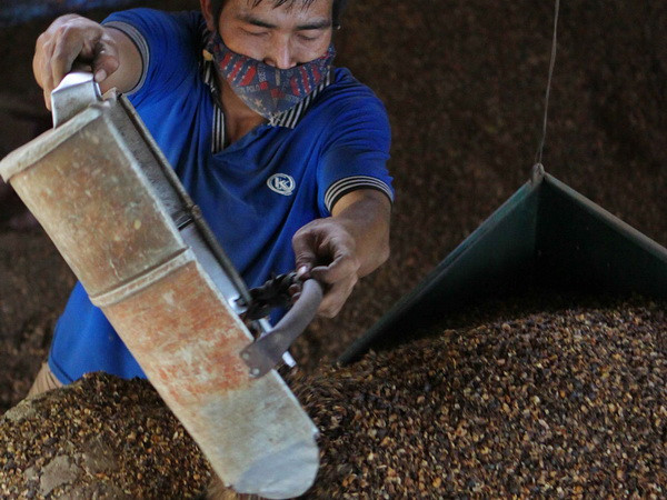 Sản lượng càphê nhân của Đắk Lắk giảm năm thứ 2 liên tiếp ảnh 1