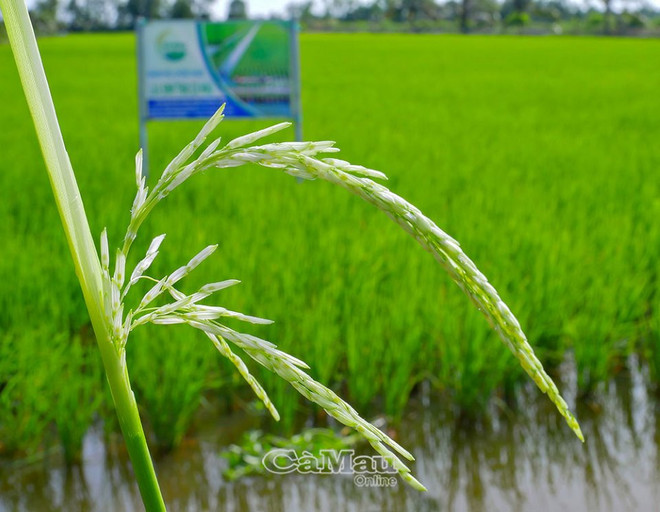 Hà Nội trồng khảo nghiệm thành công giống lúa ST25 ảnh 1