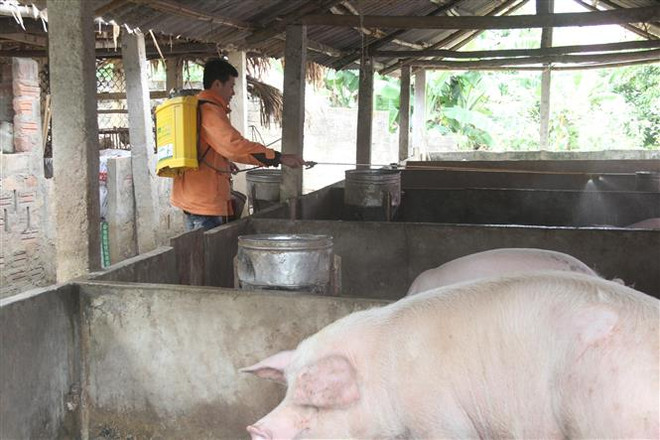 Đắk Lắk: Không để lây lan dịch bệnh trên đàn gia súc, gia cầm ảnh 1