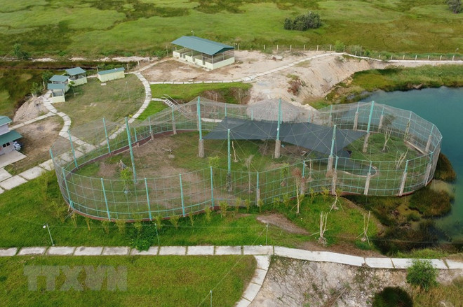 Đồng Tháp đầu tư 92 tỷ đồng để bảo tồn và phát triển Sếu đầu đỏ ảnh 3