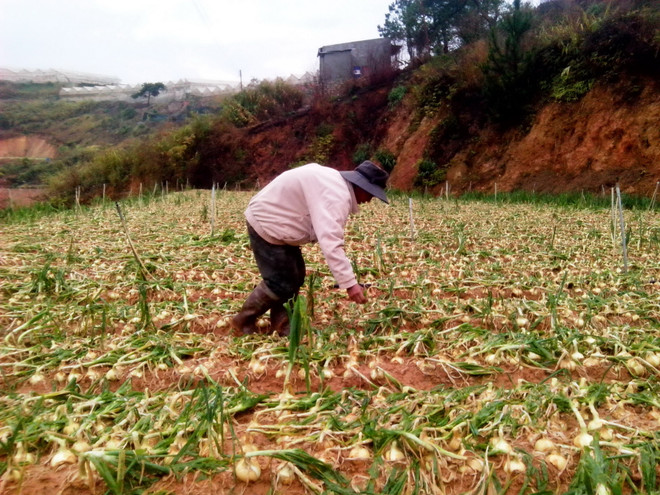 Mưa đá đầu mùa kèm theo gió lốc gây thiệt hại lớn tại Đà Lạt ảnh 1