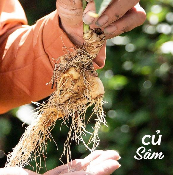 Tham vọng phát triển "Thủ phủ sâm" ở ngay tại Việt Nam ảnh 1