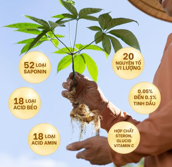 Tham vọng phát triển "Thủ phủ sâm" ở ngay tại Việt Nam ảnh 2