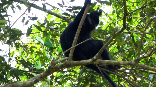 Phát hiện 1 cá thể Voọc Đen Má Trắng ở Khu bảo tồn thiên nhiên Kim Hỷ ảnh 1