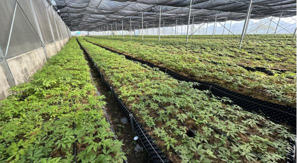 Tham vọng phát triển "Thủ phủ sâm" ở ngay tại Việt Nam ảnh 3