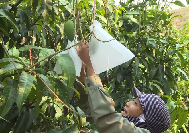 An Giang sẽ xuất khẩu xoài sang thị trường Mỹ trong tháng 6 ảnh 1