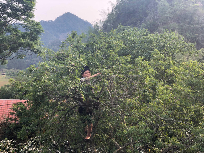 Người dân tại huyện Yên Châu, tỉnh Sơn La thu hoạch mận hậu. (Ảnh: Hữu Quyết/TTXVN) Tín hiệu tích cực từ xuất khẩu đặc sản mận hậu ở Sơn La ảnh 2