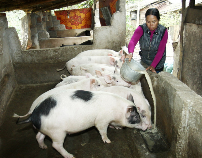 2,2 triệu USD cải thiện sinh kế cho bà con dân tộc ở Quảng Trị ảnh 1