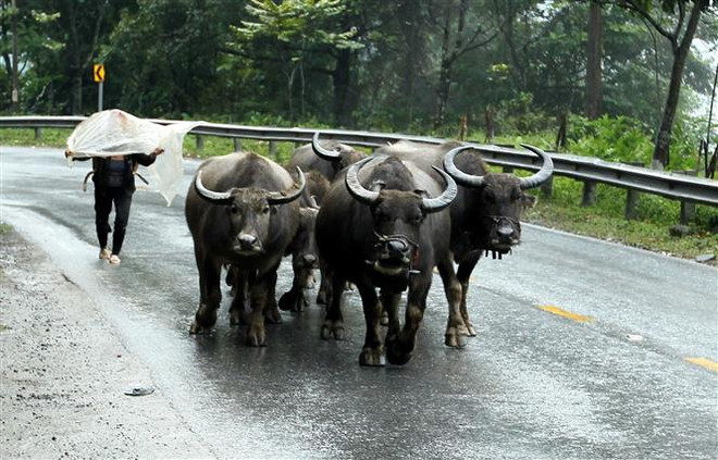 Bắc Bộ tiếp tục rét đậm, rét hại, vùng núi cao có nơi dưới 5 độ C ảnh 1