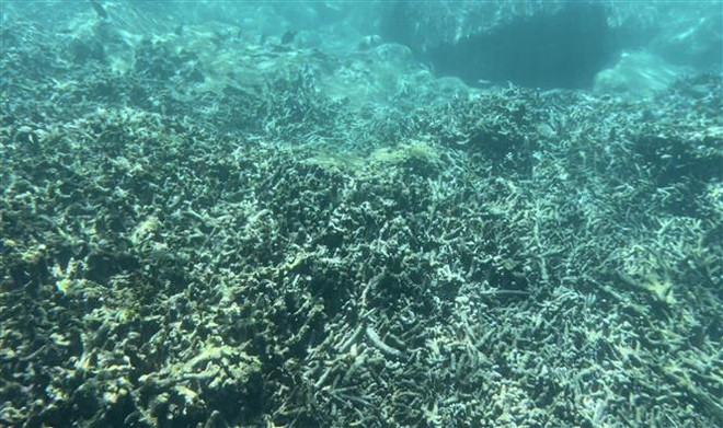 Cần có nghiên cứu đánh giá cụ thể việc san hô chết trên vịnh Nha Trang ảnh 1