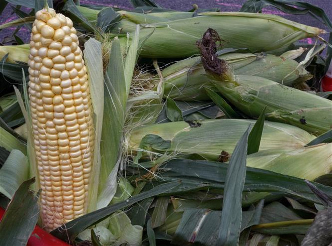 Căng thẳng Nga-Ukraine tái định hình thương mại ngũ cốc toàn cầu ảnh 1