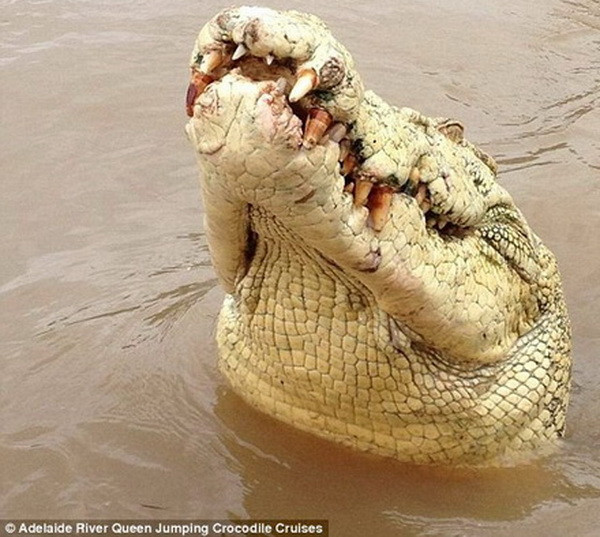 Người vợ bị sốc khi chứng kiến cá sấu bạch tạng cắn chết chồng ảnh 1