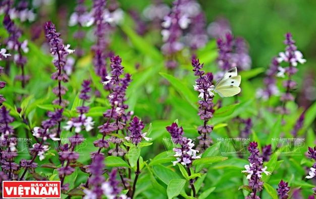 Nông dân Phú Xuyên làm giàu từ trồng cây húng quế lấy tinh dầu ảnh 4