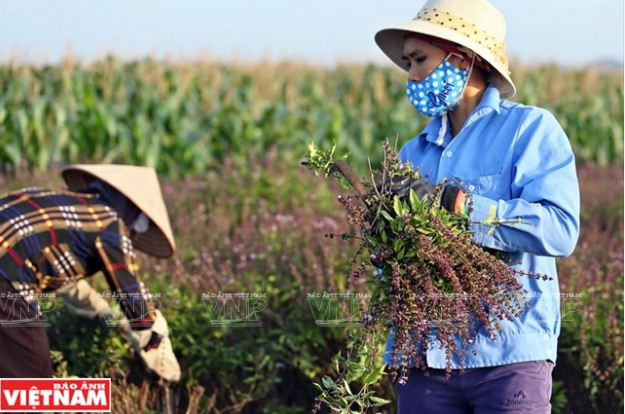 Nông dân Phú Xuyên làm giàu từ trồng cây húng quế lấy tinh dầu ảnh 2