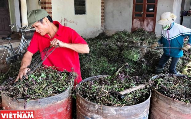 Nông dân Phú Xuyên làm giàu từ trồng cây húng quế lấy tinh dầu ảnh 9