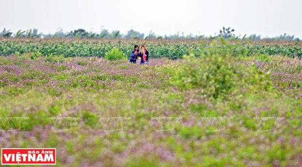 Nông dân Phú Xuyên làm giàu từ trồng cây húng quế lấy tinh dầu ảnh 3