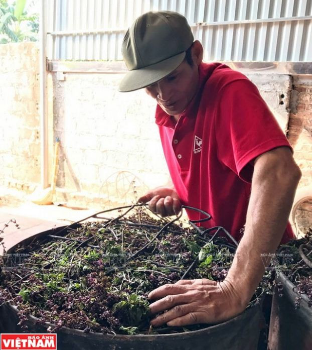 Nông dân Phú Xuyên làm giàu từ trồng cây húng quế lấy tinh dầu ảnh 8