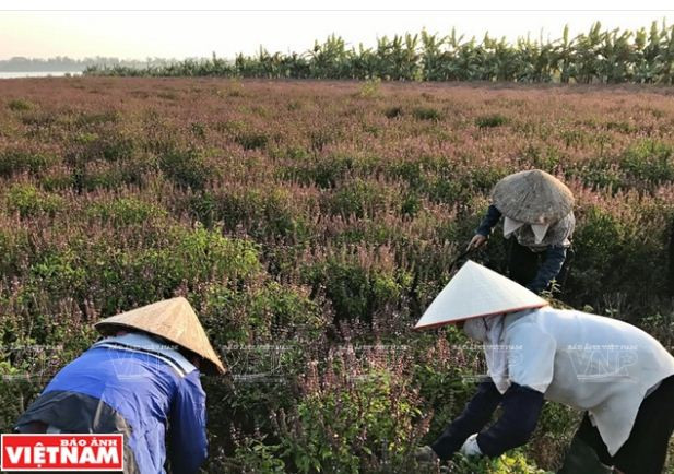 Nông dân Phú Xuyên làm giàu từ trồng cây húng quế lấy tinh dầu ảnh 6