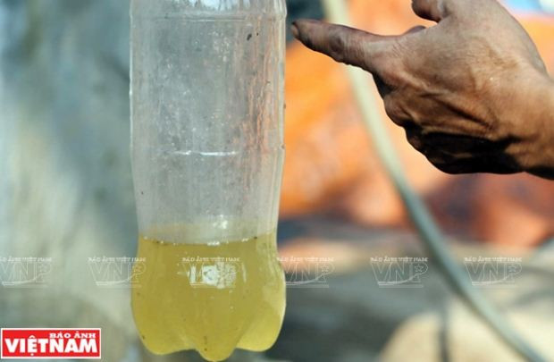 Nông dân Phú Xuyên làm giàu từ trồng cây húng quế lấy tinh dầu ảnh 11