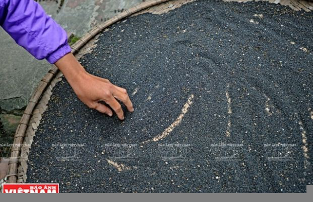 Nông dân Phú Xuyên làm giàu từ trồng cây húng quế lấy tinh dầu ảnh 7