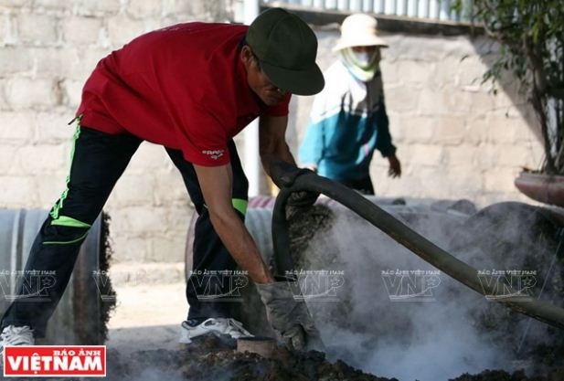 Nông dân Phú Xuyên làm giàu từ trồng cây húng quế lấy tinh dầu ảnh 12