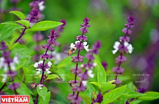 Nông dân Phú Xuyên làm giàu từ trồng cây húng quế lấy tinh dầu ảnh 1