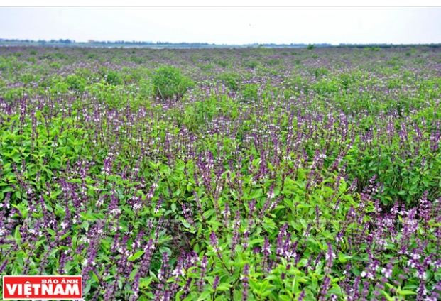 Nông dân Phú Xuyên làm giàu từ trồng cây húng quế lấy tinh dầu ảnh 5