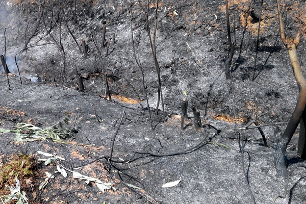 Hà Nội: Hơn 1.000 người tập trung chữa cháy rừng tại Sóc Sơn ảnh 1