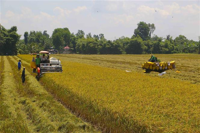 Nông dân thu hoạch lúa Hè Thu năm 2021 tại huyện Châu Thành A, Hậu Giang (Ảnh: Duy Khương/TTXVN) Tháo gỡ nút thắt vận hành chuỗi thu mua lúa gạo ở ĐBSCL ảnh 2