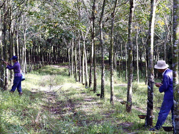 Nông dân trồng cao su Phú Yên lo lắng vì giá mủ giảm mạnh ảnh 1