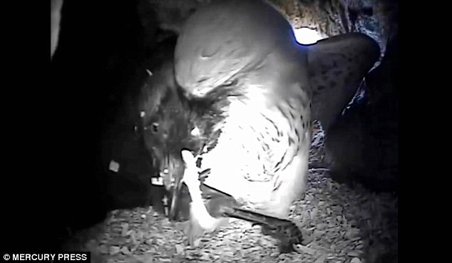 [Video] Cuộc chiến tranh giành tổ của chim ưng và quạ gáy xám ảnh 1