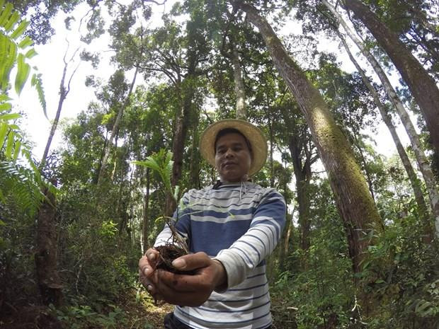 Diện tích đất có rừng trên cả nước là gần 14,5 triệu hécta ảnh 1