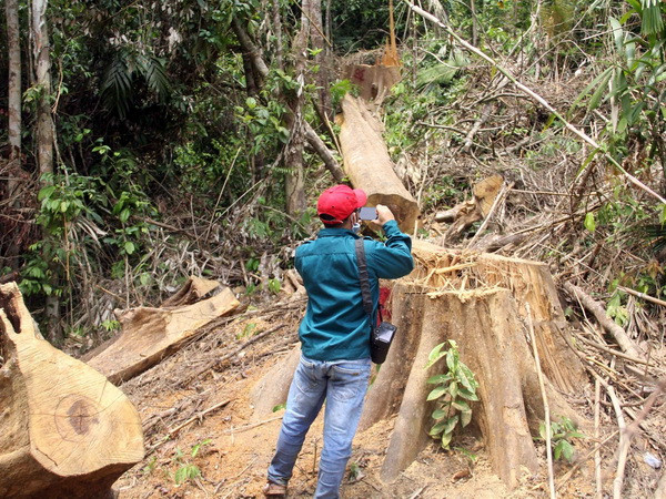 Xử lý nghiêm hai vụ phá rừng tại huyện Đông Giang và Nam Giang ảnh 1
