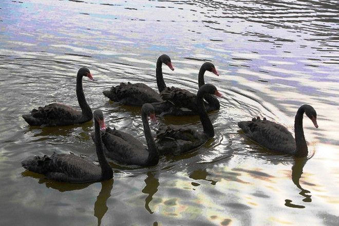 Tranh cãi trái chiều thả thiên nga trên hồ Hà Nội: Tiếp hay dừng? ảnh 1