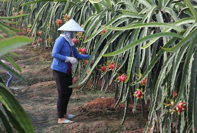 Cung không đủ cầu, thanh long trái vụ tăng giá mạnh tại Bình Thuận ảnh 1