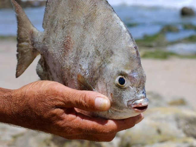 "Loài cá ăn tinh hoàn" nguy hiểm ở Nam Mỹ bất ngờ xuất hiện tại Nga ảnh 1