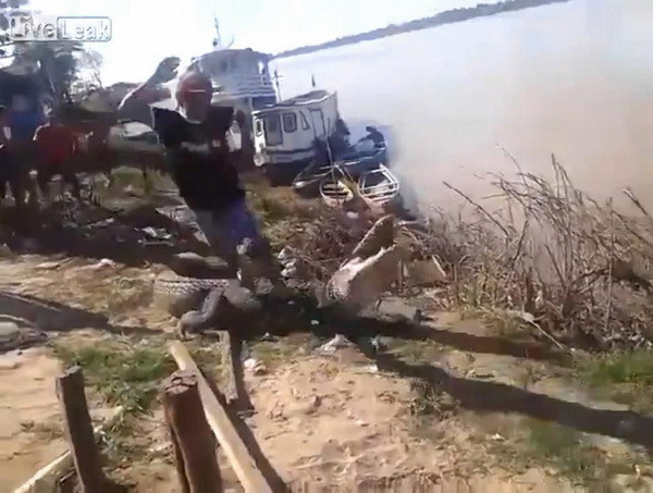 Người đàn ông đùa giỡn với "tử thần" khi giẫm lên thân cá sấu ảnh 1