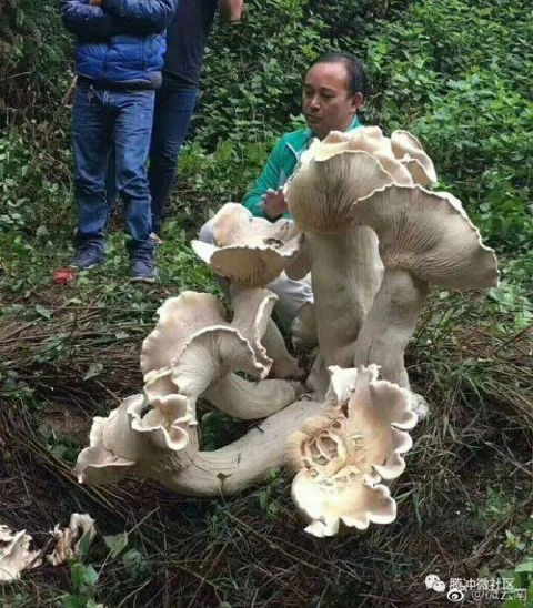 Ngỡ ngàng với cây nấm khổng lồ cao gần 1m ở Vân Nam ảnh 3