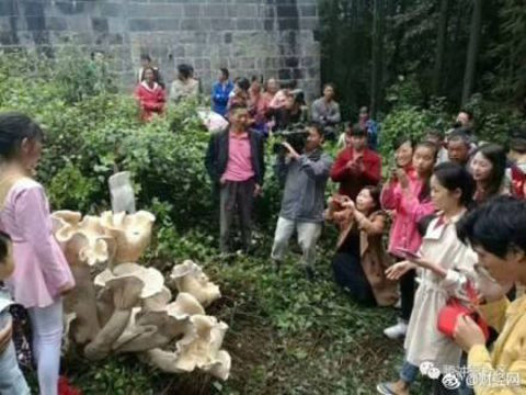 Ngỡ ngàng với cây nấm khổng lồ cao gần 1m ở Vân Nam ảnh 4