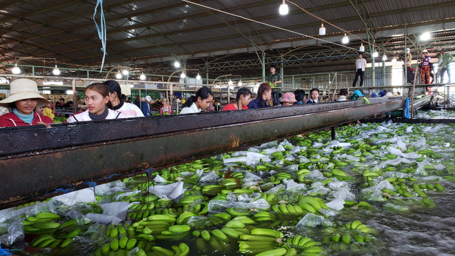 Đầu tư nông nghiệp của Việt Nam thu hút lao động Campuchia ảnh 4