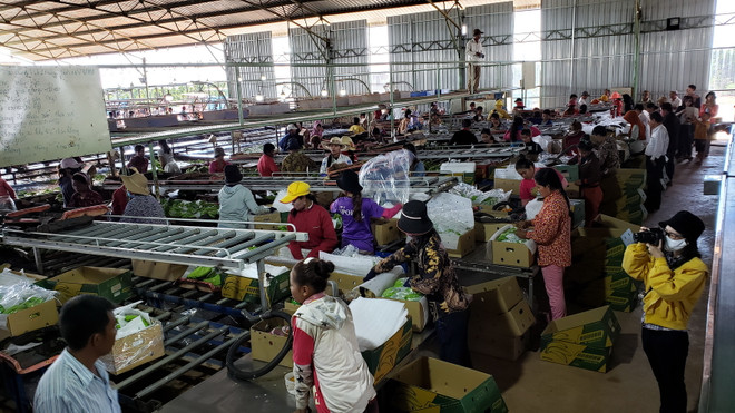 Đầu tư nông nghiệp của Việt Nam thu hút lao động Campuchia ảnh 1