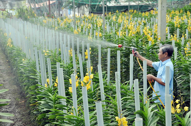 "Đất thép" Củ Chi bừng sức sống mới sau 40 năm giải phóng ảnh 1